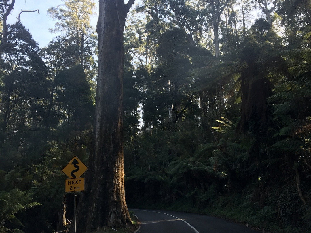 Ferny Creek-Sassafras必去景点