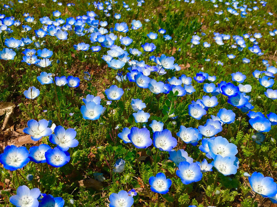 Hokusouhananooka Park-印西市必去景点