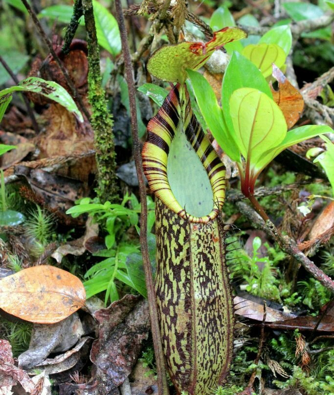 Sicike-Cike Lake-棉兰必去景点
