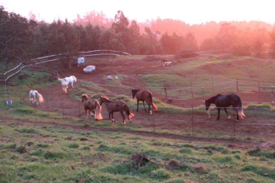 Les Chevaux du Maido景点图片