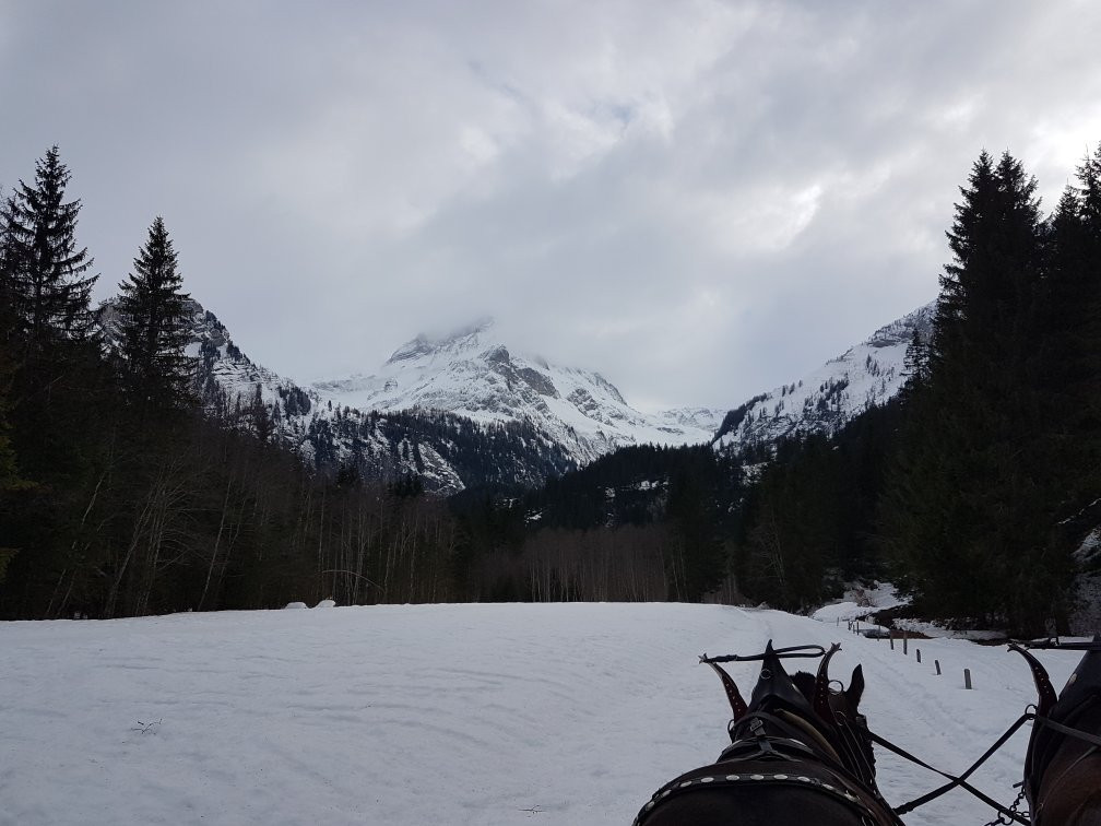 Carriage Reichenbach景点图片