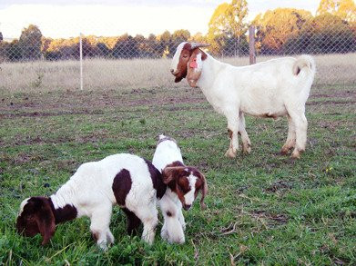 Herbicos Lavender Farm-Thirlmere必去景点