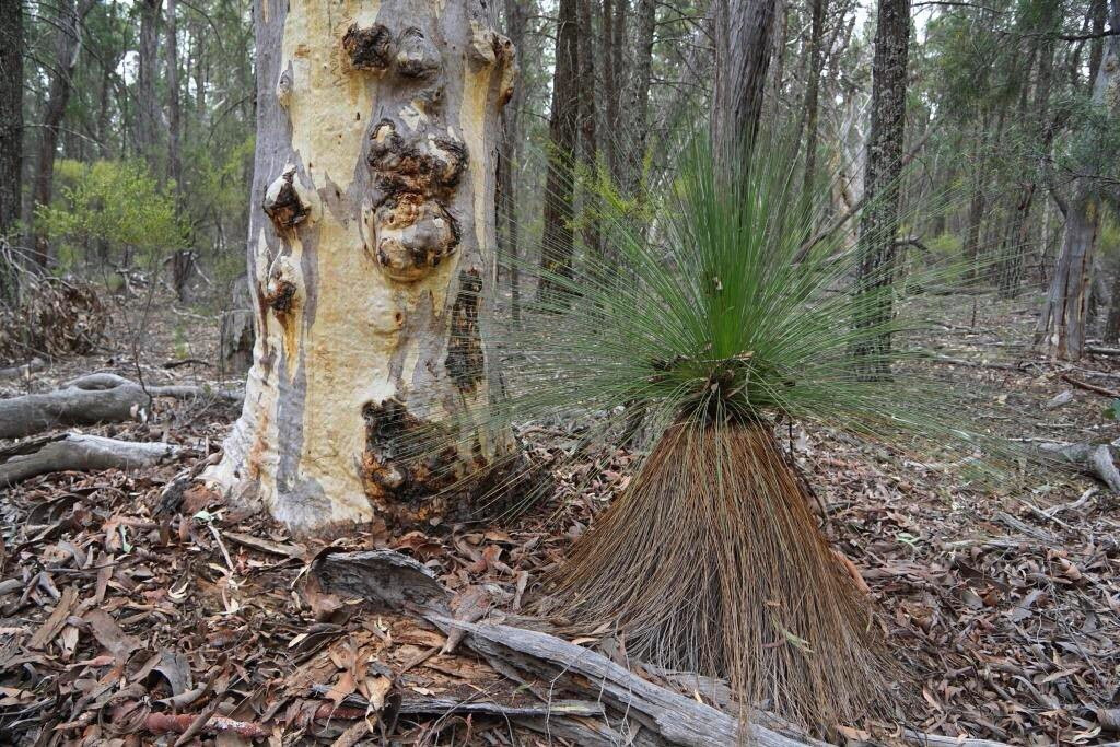 Rylstone旅游攻略图片