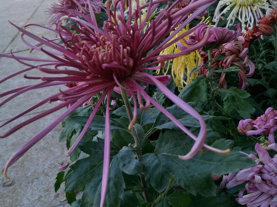 朝阳慕容街-朝阳市必去景点