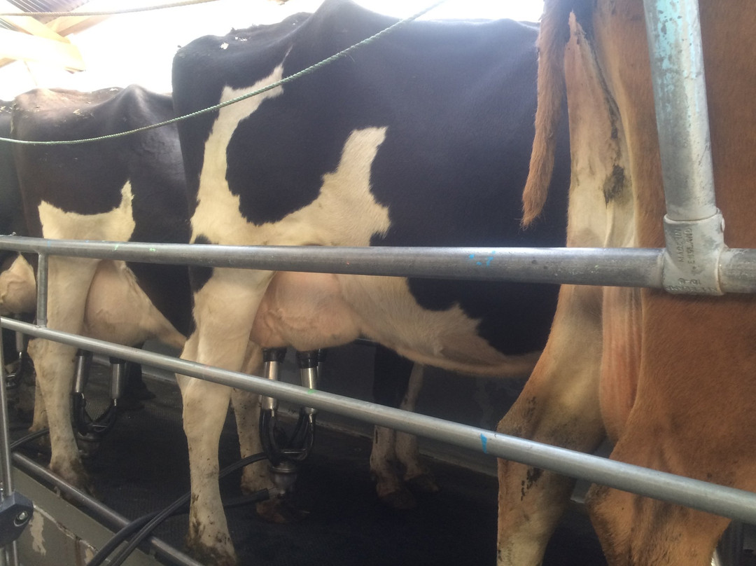 Farwest Farm Tours-Harihari必去景点