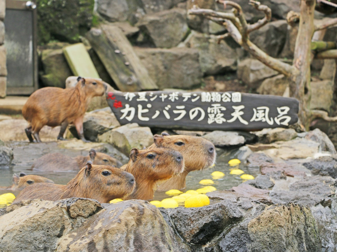 Izu Shaboten Zoo-伊东市必去景点