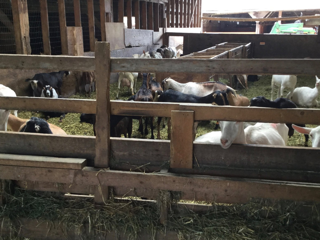 The Farm House Natural Cheeses-阿加斯市必去景点