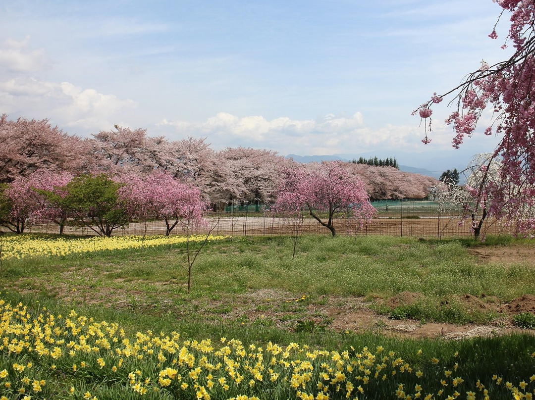 Sanehara Sakura Street-北斗市必去景点