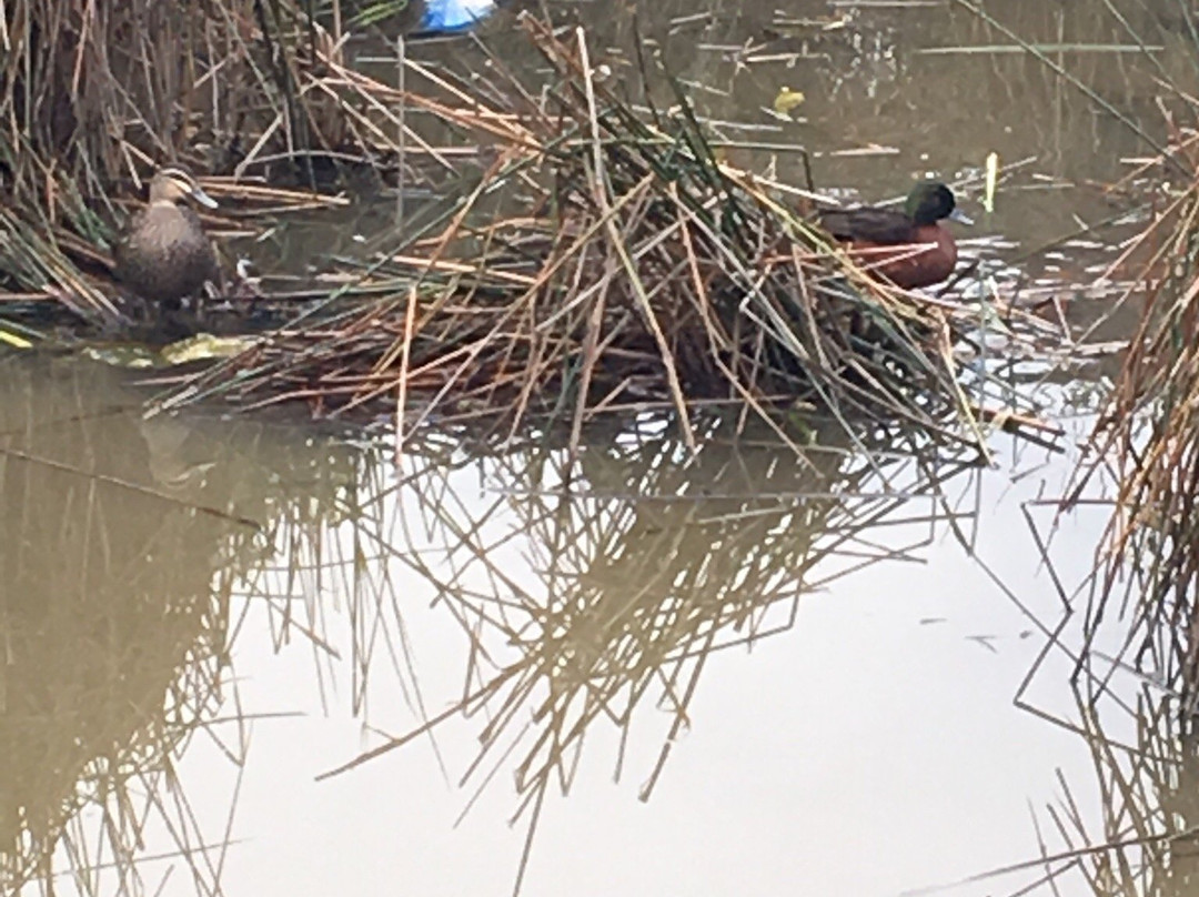 Serle Wetland Park-Doreen必去景点