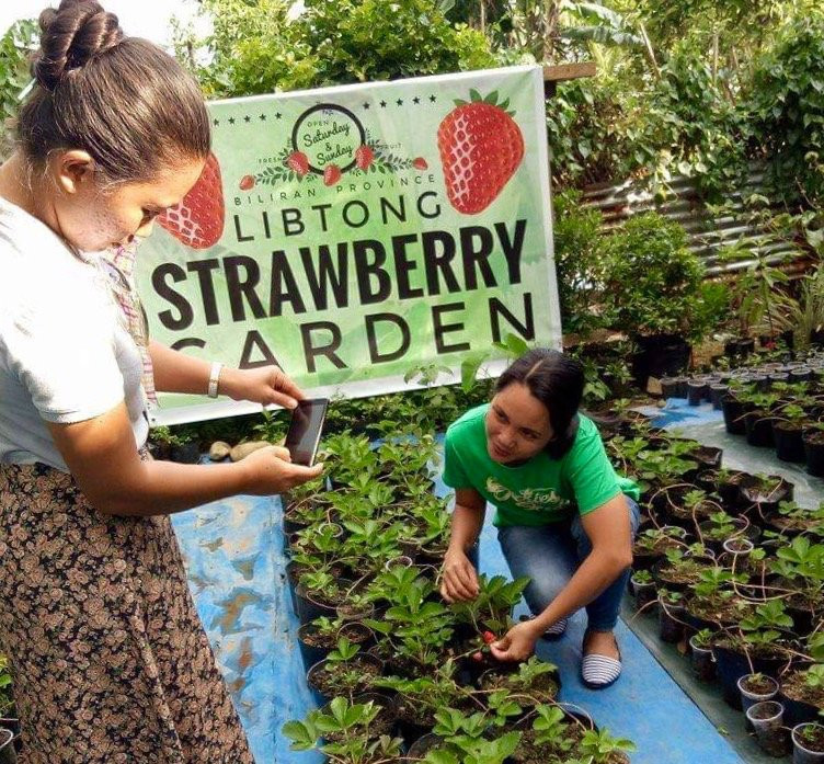 Libtong Strawberry Garden-Naval必去景点