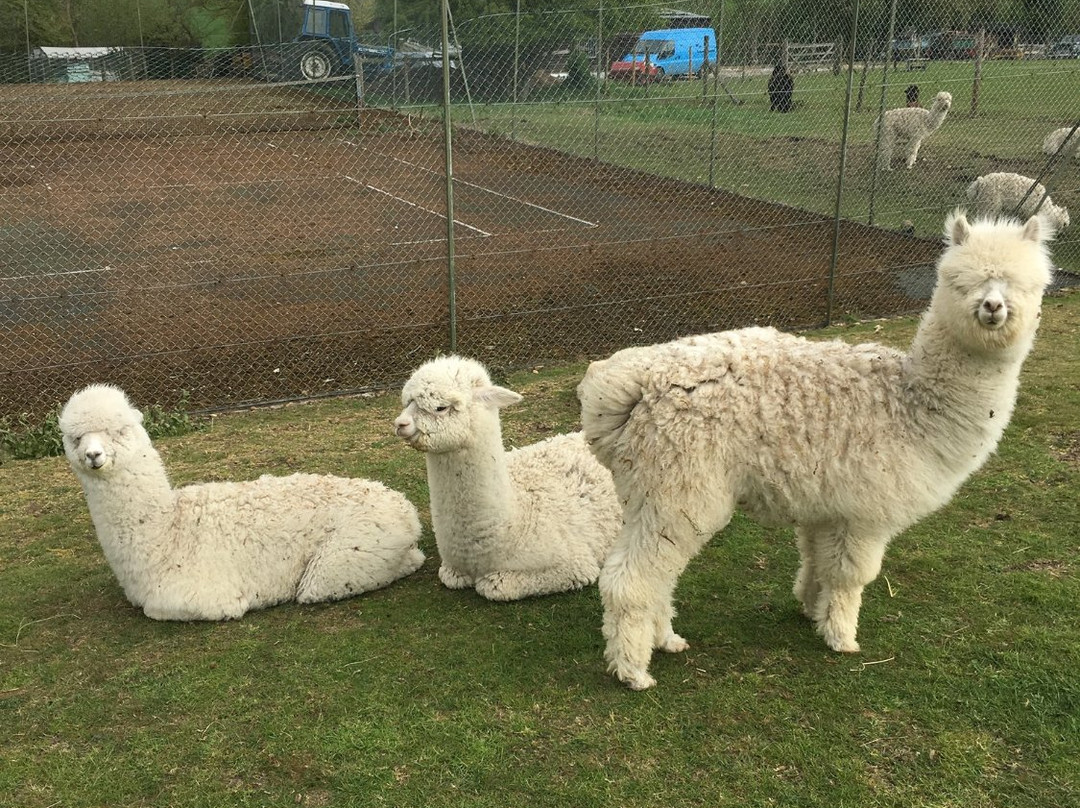 Butlers Farm Alpacas景点图片