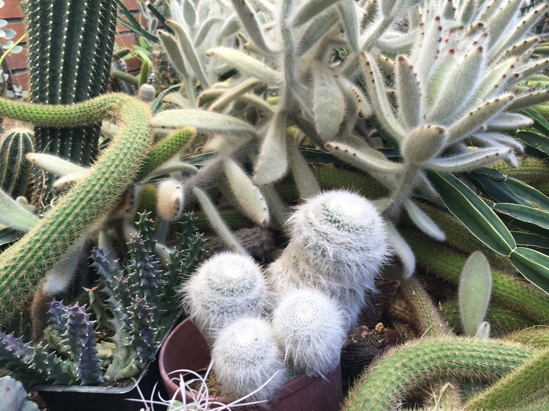 Jardin Exótico Kamala-佩雷拉必去景点