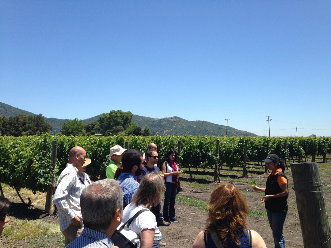 Ruta del Vino - Vinos y Tours