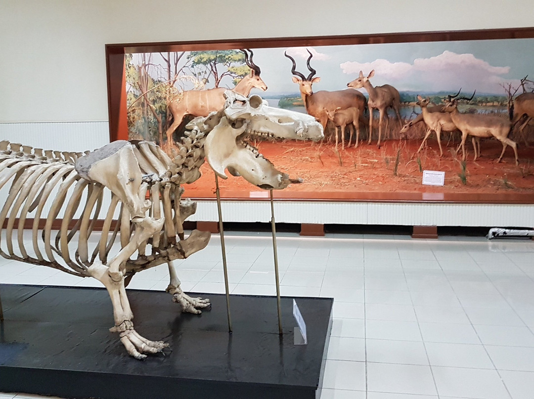 Museum of Natural History景点图片