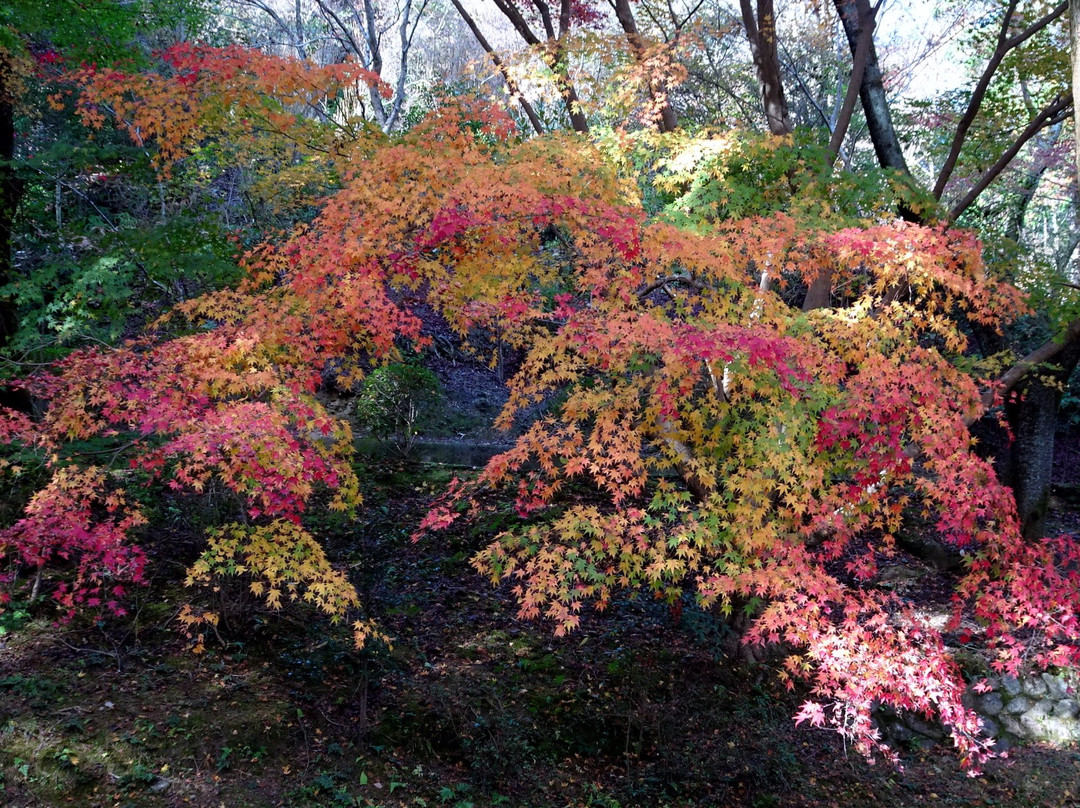 Sugimura Park-桥本市必去景点