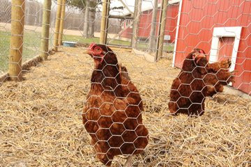 Carter Historic Farm-鲍灵格林必去景点