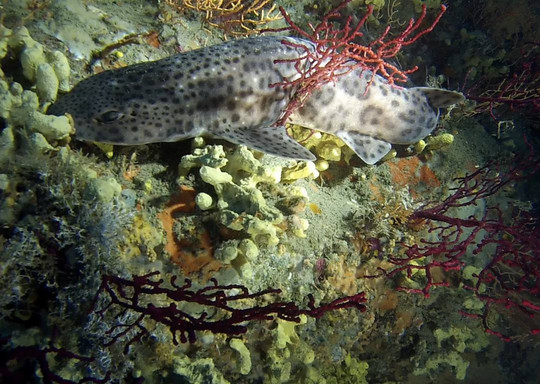 Ischia Diving-伊斯基亚必去景点