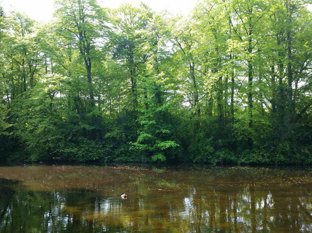 The Fairy Tree, Marlay Park-Rathfarnham必去景点