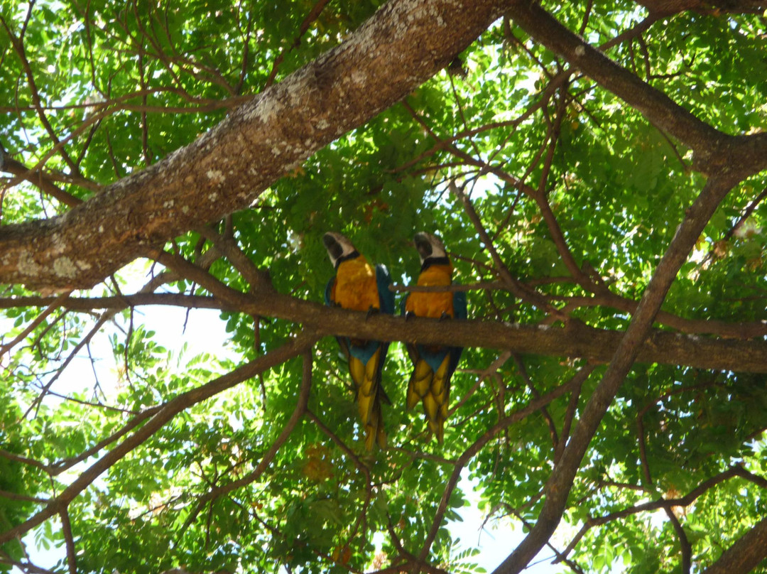 Jardín Botánico-加拉加斯必去景点