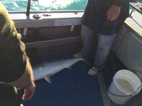 Rampant Charters-纳皮尔必去景点