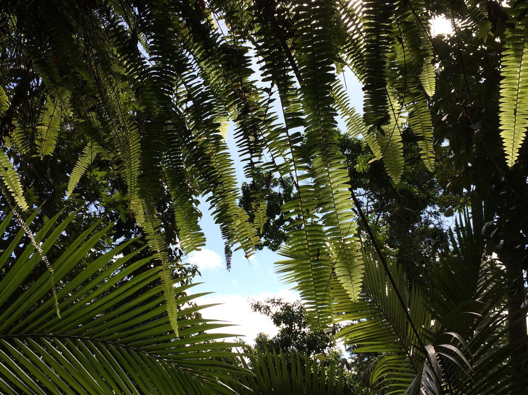 Forest Flying-Finch Hatton必去景点