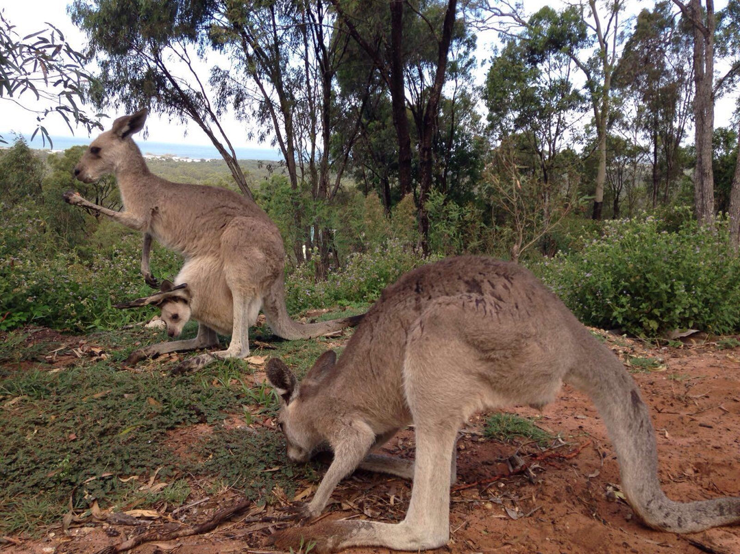 Horizons Kangaroo Sanctuary & Camp Ground景点图片