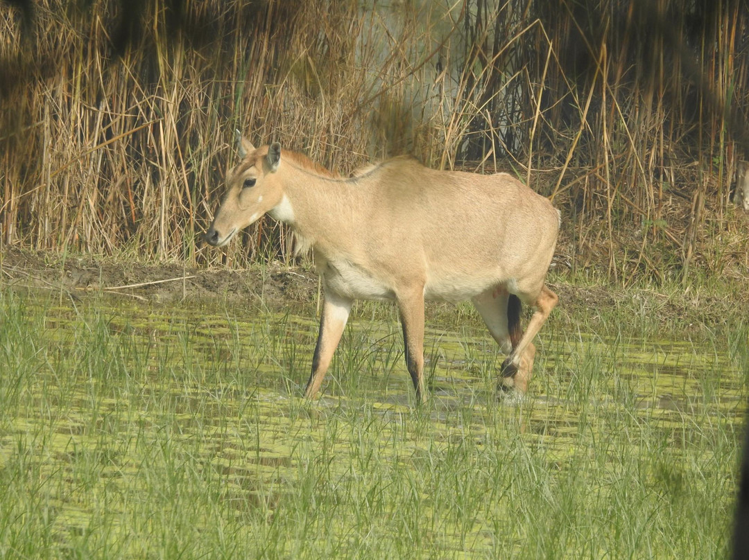 Bhindawas Wildlife  Sanctuary景点图片