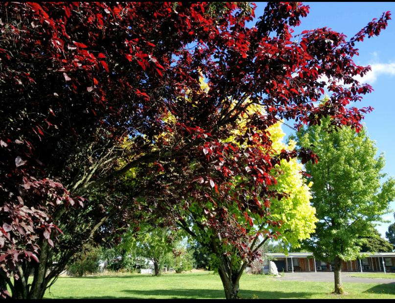 Guyra Motor Inn主图