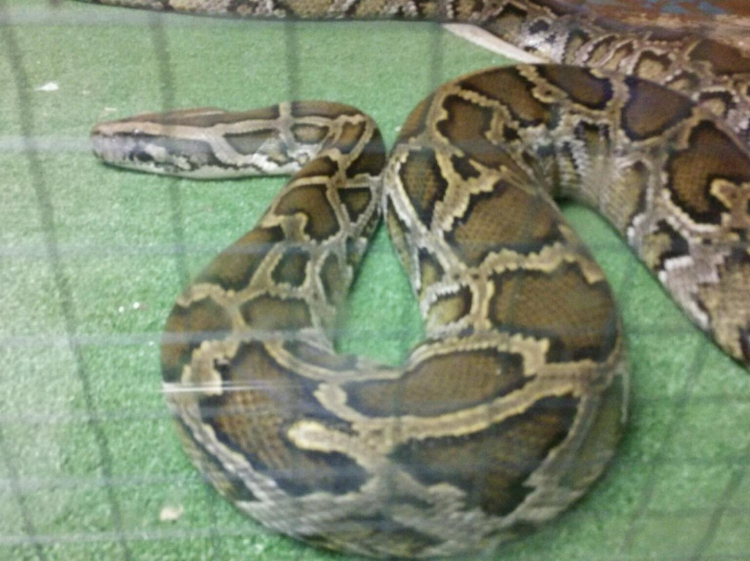 太田市旅游景点-Japan Snake Center