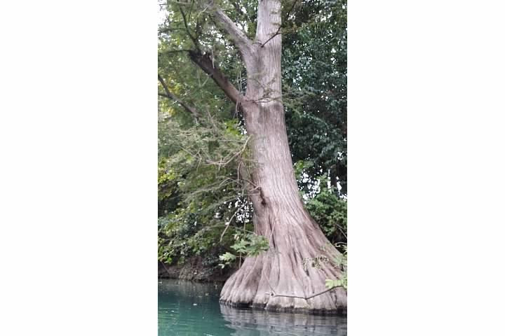 Comal River-新布朗费尔斯必去景点