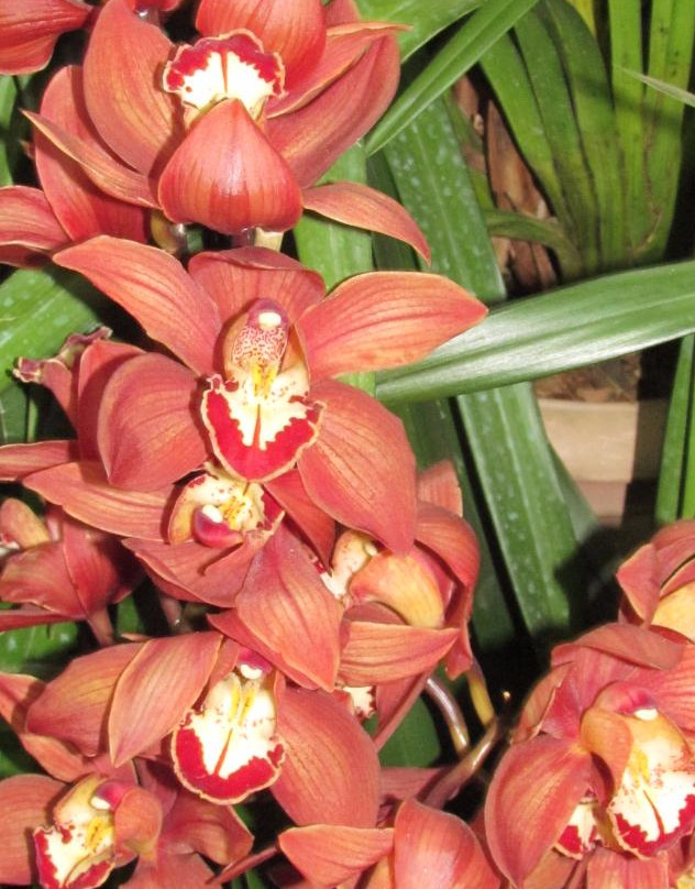 Deorali Orchid Sanctuary景点图片