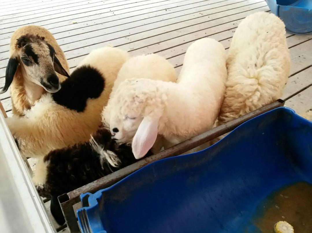 Malai Ostrich Farm景点图片