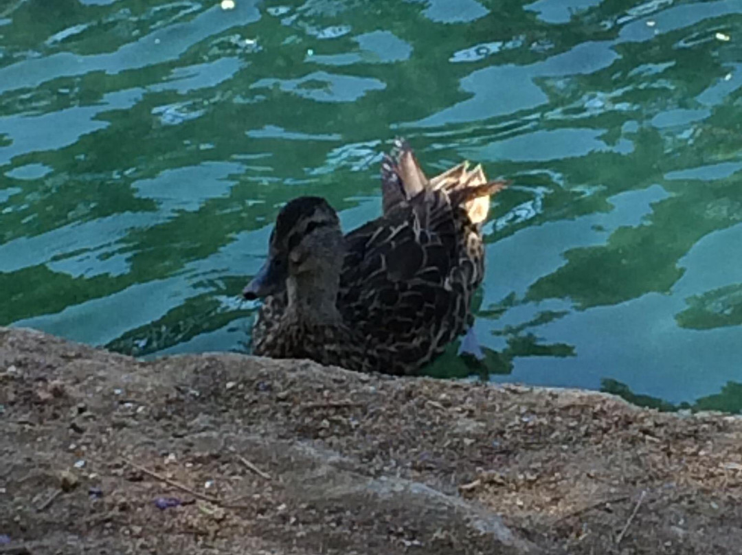 Laguna Lake Park-富乐顿必去景点