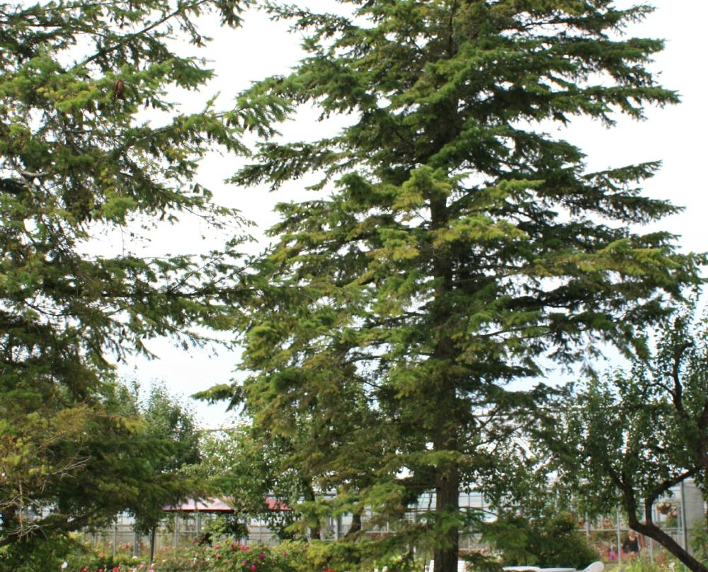 Poltsamaa Rose Garden-Poltsamaa必去景点