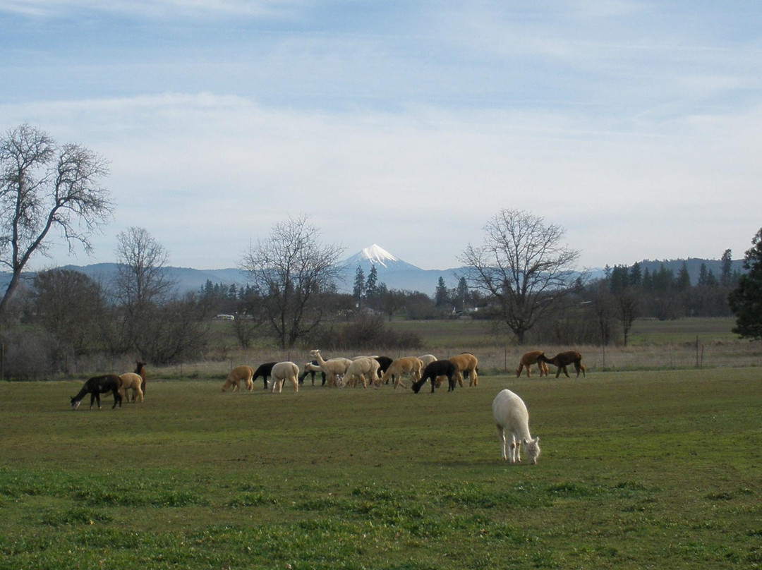 Alpacas at Lone Ranch-White City必去景点