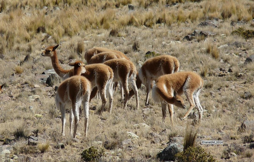 Reserva Nacional Pampa Galeras Barbara D'Achille-Ayacucho必去景点