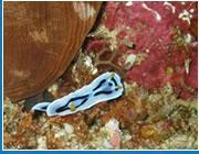 Barracuda Diving India-巴格海滩必去景点