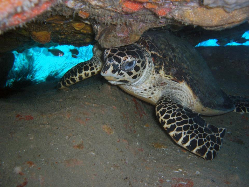 The Dive Adventure景点图片