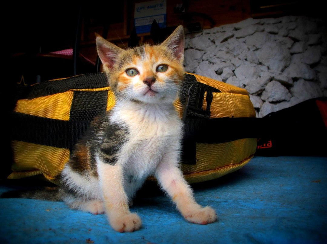 Life Aquatic Freediving and Yoga School-卡斯必去景点