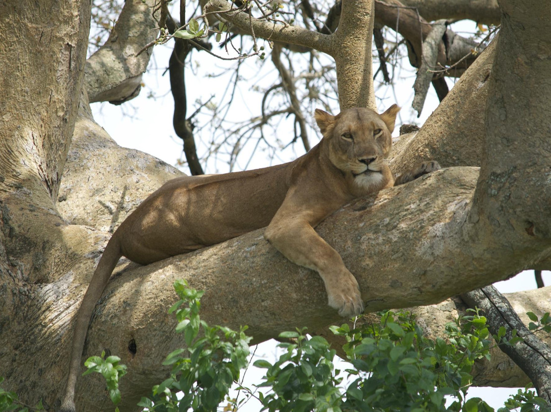 Kabarole Tours-Fort Portal必去景点