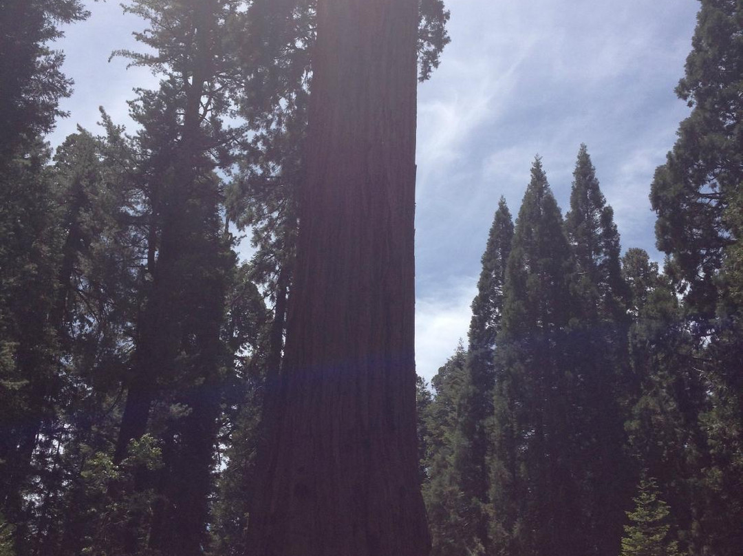 Grant Grove Stables-红杉&国王峡谷国家公园必去景点