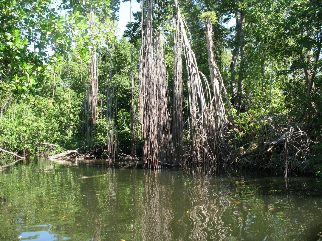 Black River-Black River必去景点