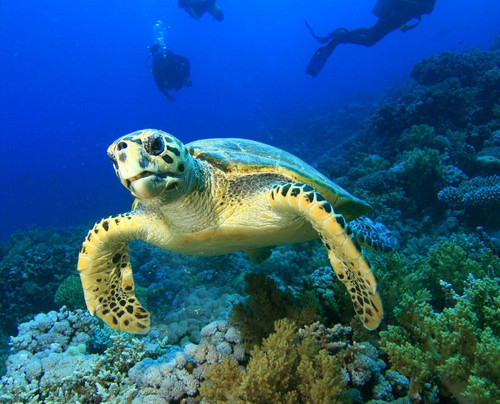 Nautilus Diving-卡斯必去景点