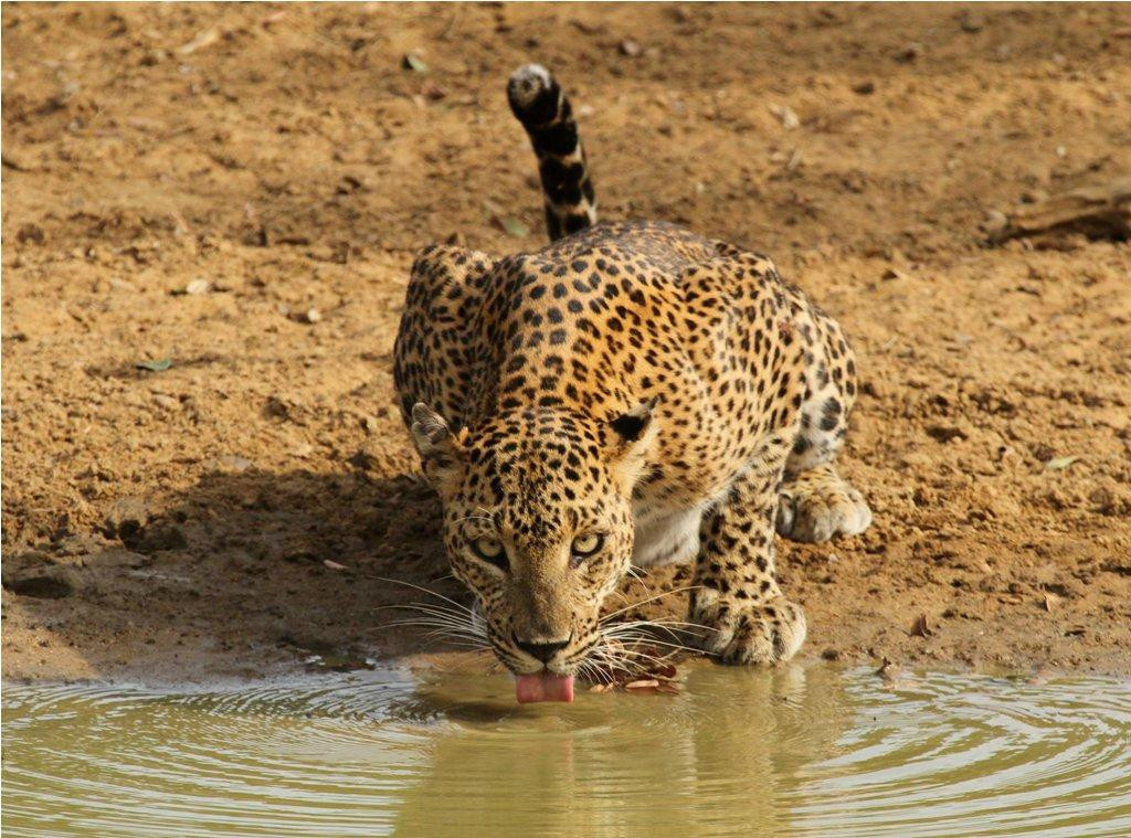 Yala Tusker Safari Tours-蒂瑟默哈拉默必去景点