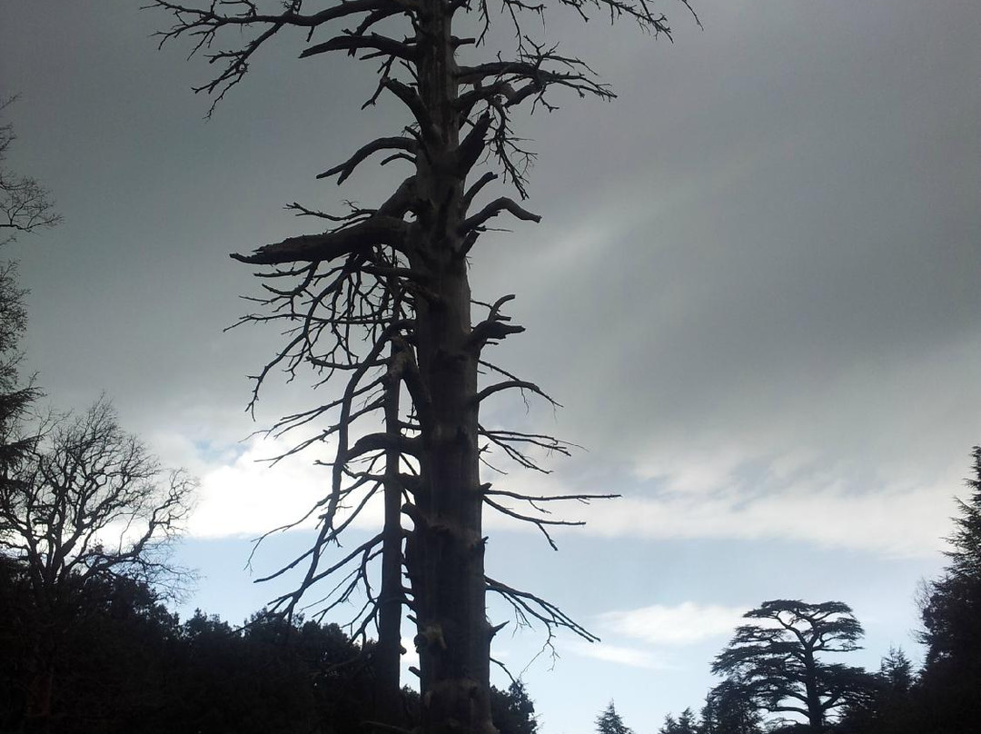 Cèdre Gouraud-Azrou必去景点