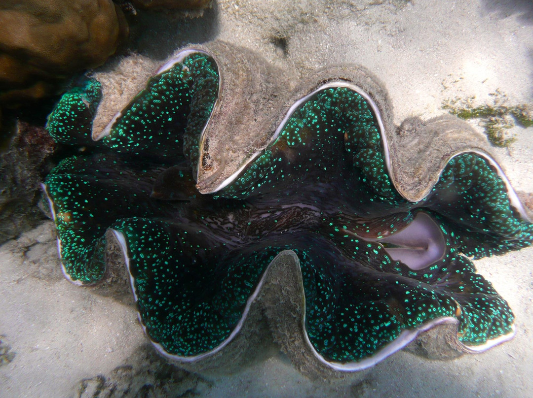 天堂礁浮潜之旅-凯恩斯必去景点