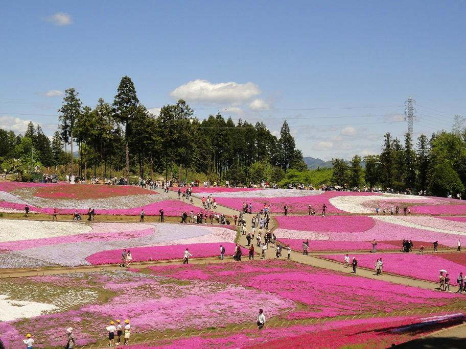 Hitsujiyama Park-秩父市必去景点