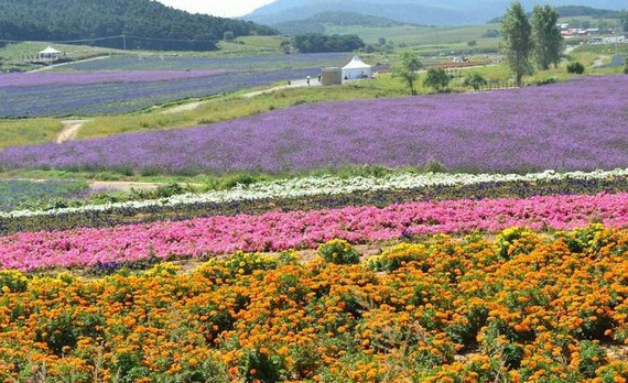 沈阳紫烟薰衣草庄园-沈阳市必去景点