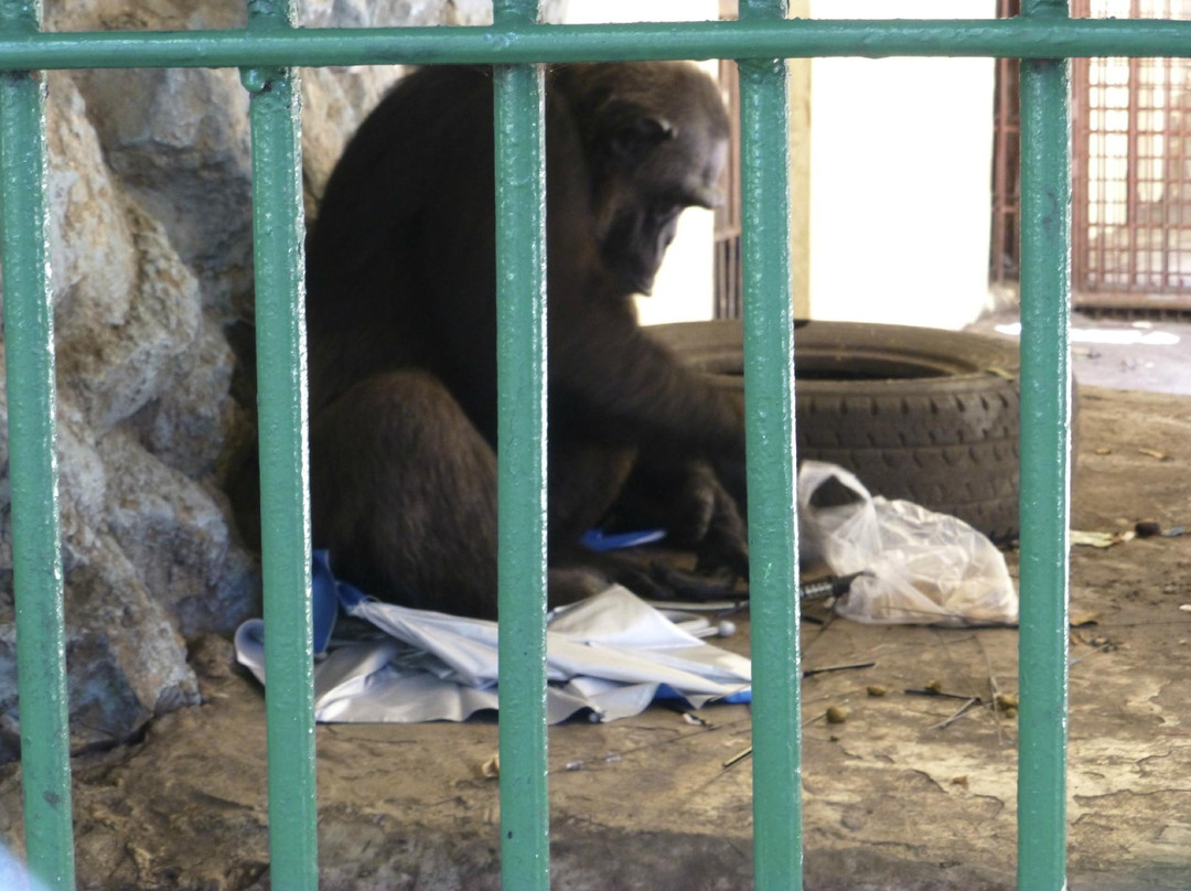 Lopburi Zoo景点图片