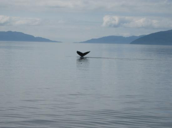 Cross Sound Express Whale Watching-古斯塔夫斯必去景点